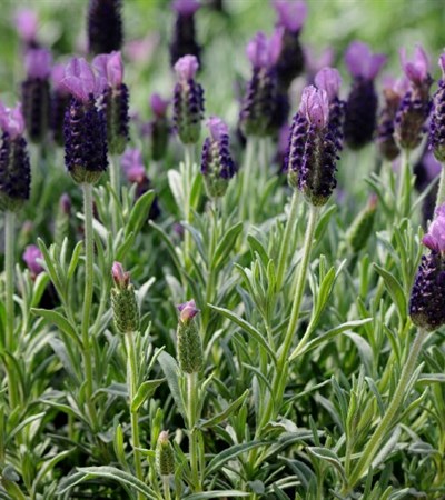 Spanish Lavender Anouk